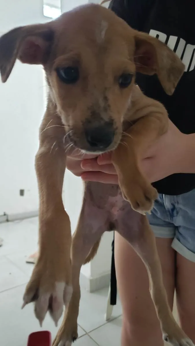 Cachorro raça Srd idade 2 a 6 meses nome Para uma adoção com muito amor 