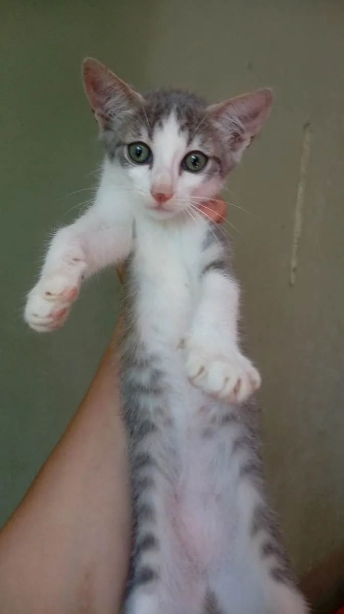 Gato raça SRD-ViraLata idade 2 a 6 meses nome Liz 