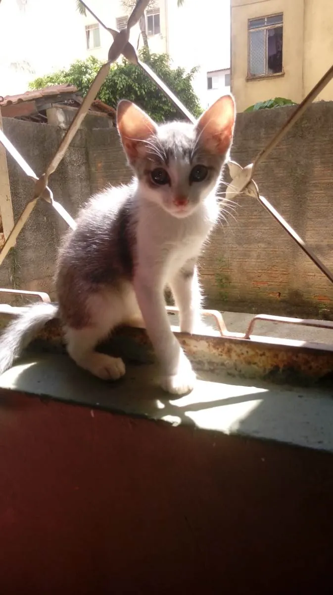 Gato raça SRD-ViraLata idade 2 a 6 meses nome Liz 