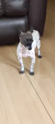 Baballo