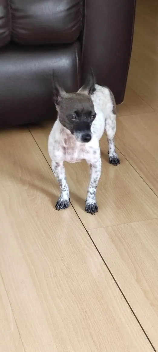 Cachorro ra a Pinscher idade  nome Baballo