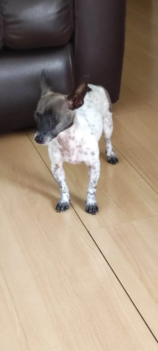 Cachorro ra a Pinscher idade  nome Baballo