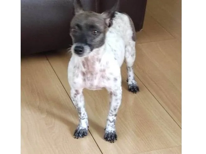 Cachorro ra a Pinscher idade  nome Baballo