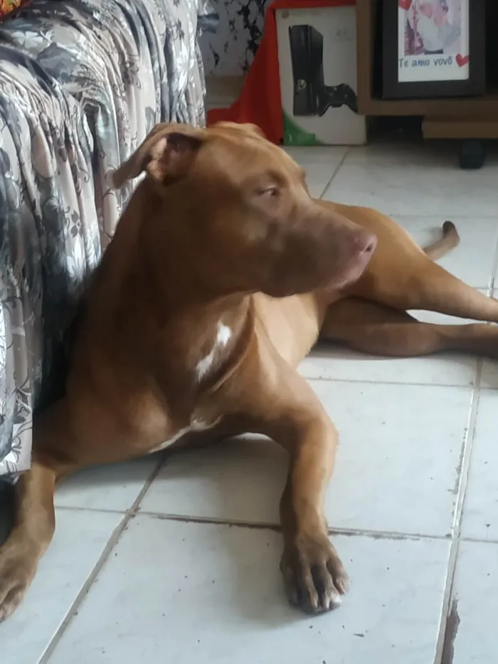 Cachorro raça Pit-Bull idade 7 a 11 meses nome Luna