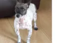 Baballo