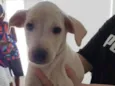Para uma adoção com muito amor 