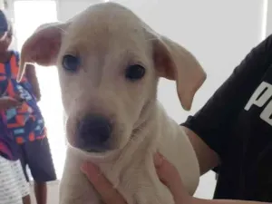 Cachorro raça Srd idade 2 a 6 meses nome Para uma adoção com muito amor 