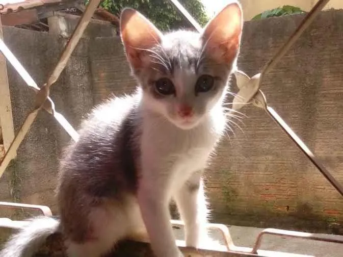 Gato raça SRD-ViraLata idade 2 a 6 meses nome Liz 