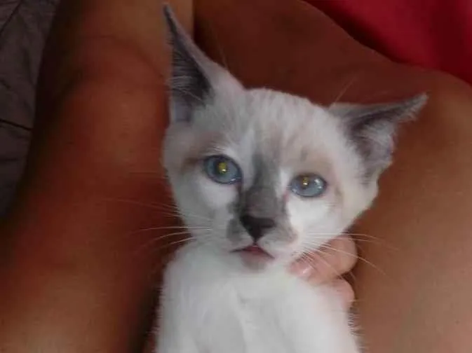Gato raça SRD-ViraLata idade 2 a 6 meses nome Pandora 