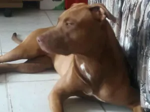 Cachorro raça Pit-Bull idade 7 a 11 meses nome Luna
