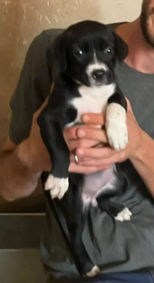 Cachorro raça SRD-ViraLata idade Abaixo de 2 meses nome Penny