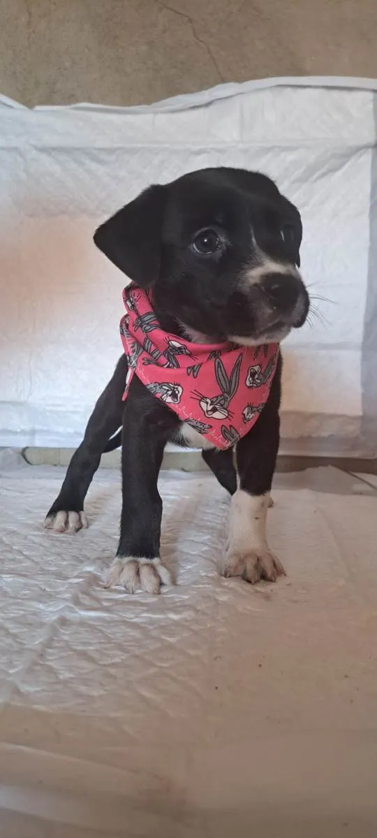 Cachorro raça SRD-ViraLata idade Abaixo de 2 meses nome Penny