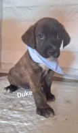 Duke