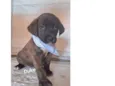 Cachorro raça SRD-ViraLata idade Abaixo de 2 meses nome Duke