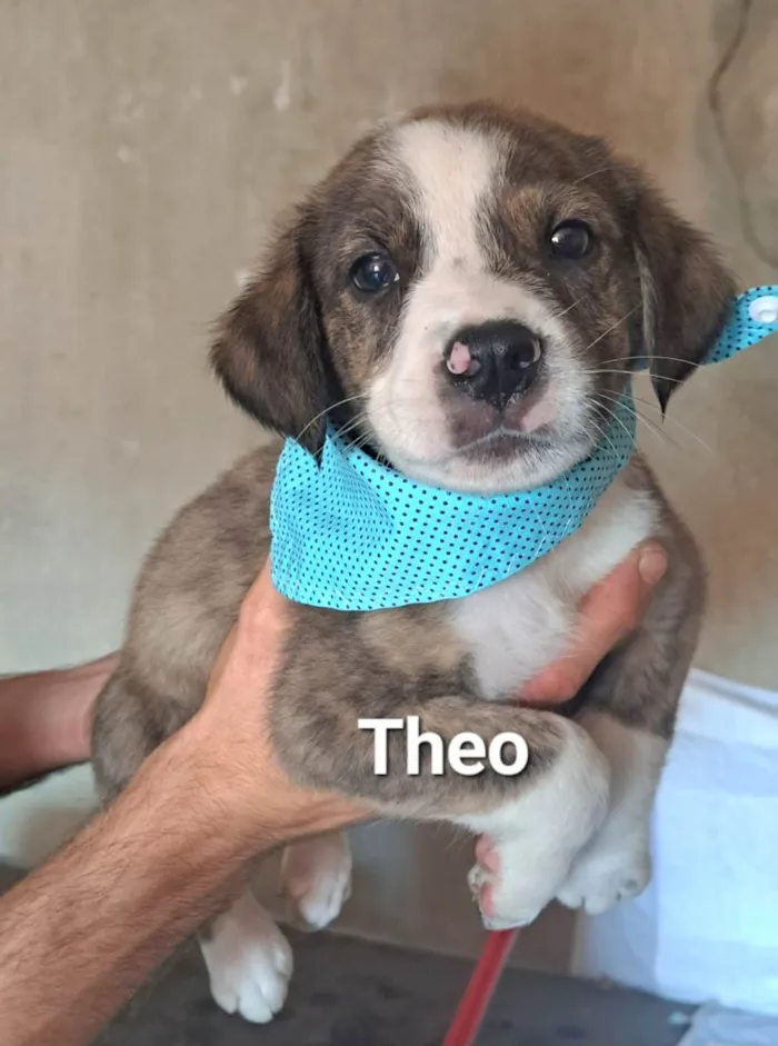 Cachorro raça SRD-ViraLata idade Abaixo de 2 meses nome Theo
