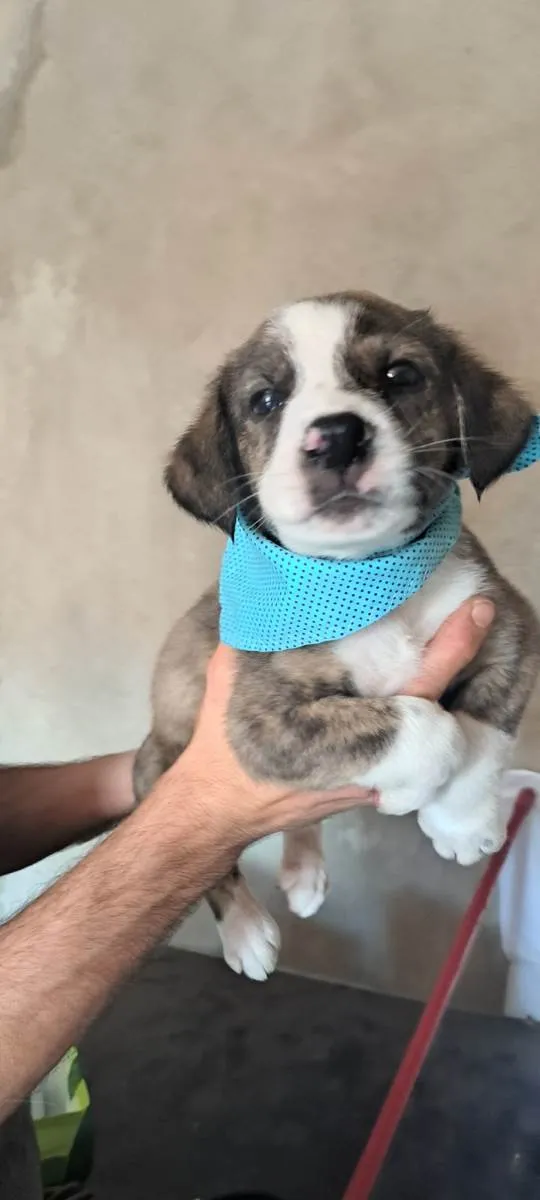 Cachorro raça SRD-ViraLata idade Abaixo de 2 meses nome Theo