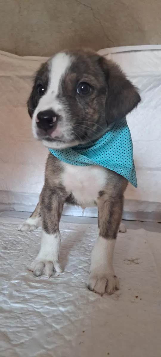 Cachorro raça SRD-ViraLata idade Abaixo de 2 meses nome Theo
