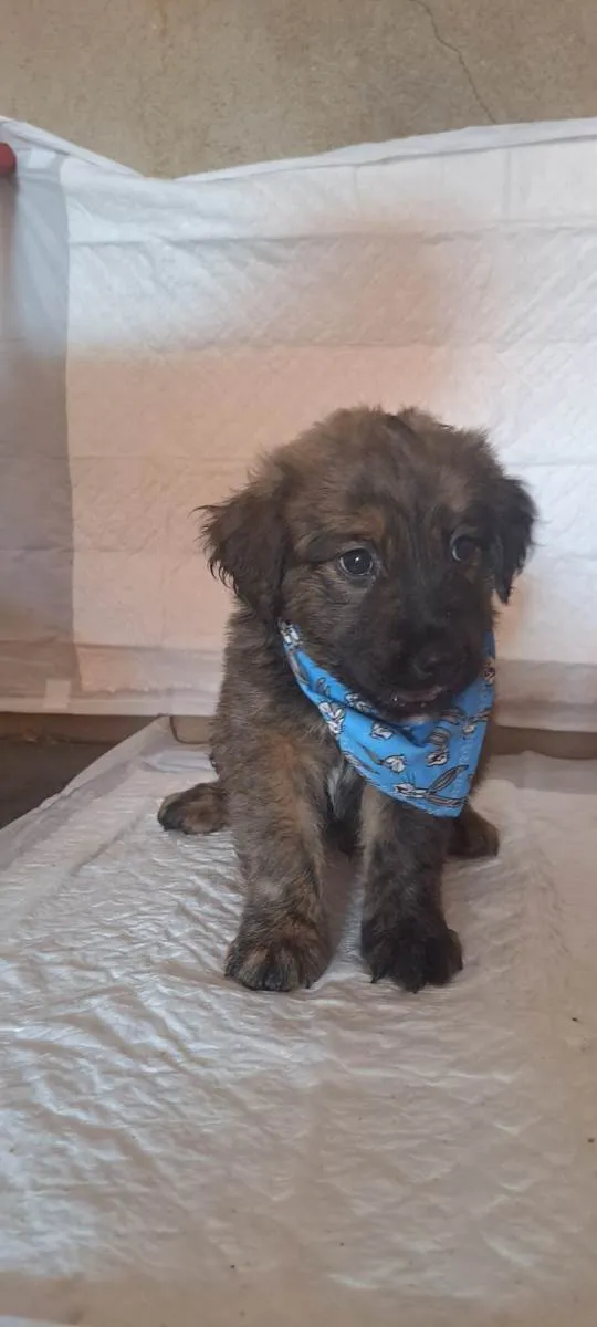 Cachorro raça SRD-ViraLata idade Abaixo de 2 meses nome Dexter