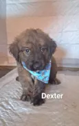 Cachorro raça SRD-ViraLata idade Abaixo de 2 meses nome Dexter