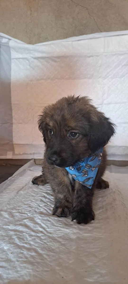 Cachorro raça SRD-ViraLata idade Abaixo de 2 meses nome Dexter