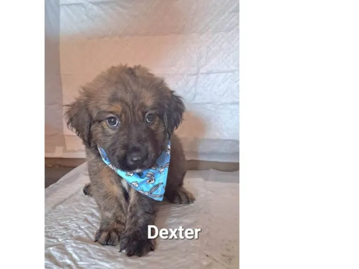 Cachorro raça SRD-ViraLata idade Abaixo de 2 meses nome Dexter