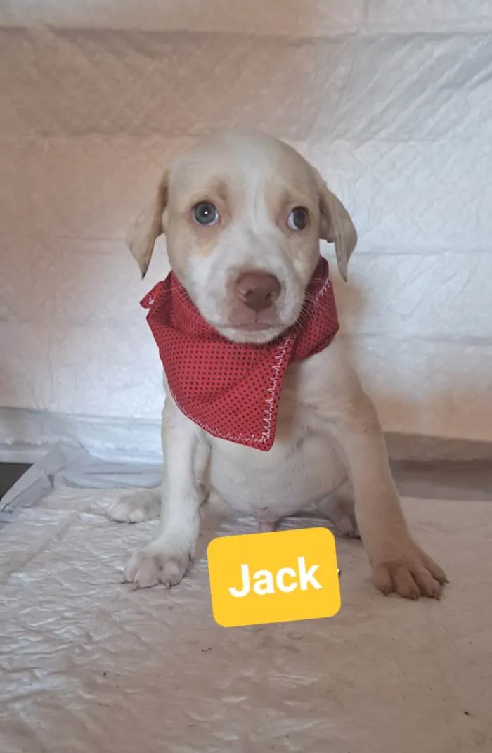 Jack