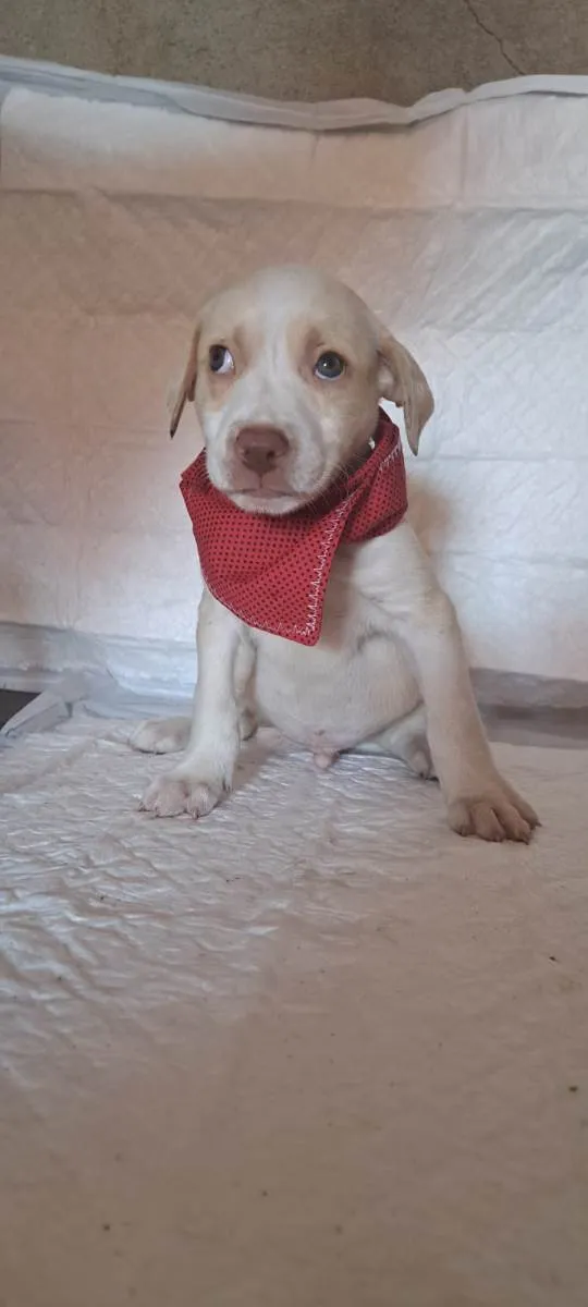 Cachorro raça SRD-ViraLata idade Abaixo de 2 meses nome Jack