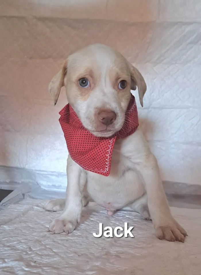 Cachorro raça SRD-ViraLata idade Abaixo de 2 meses nome Jack