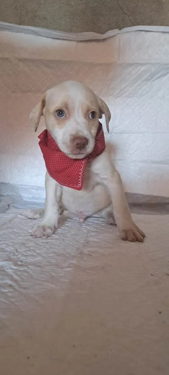 Cachorro raça SRD-ViraLata idade Abaixo de 2 meses nome Jack