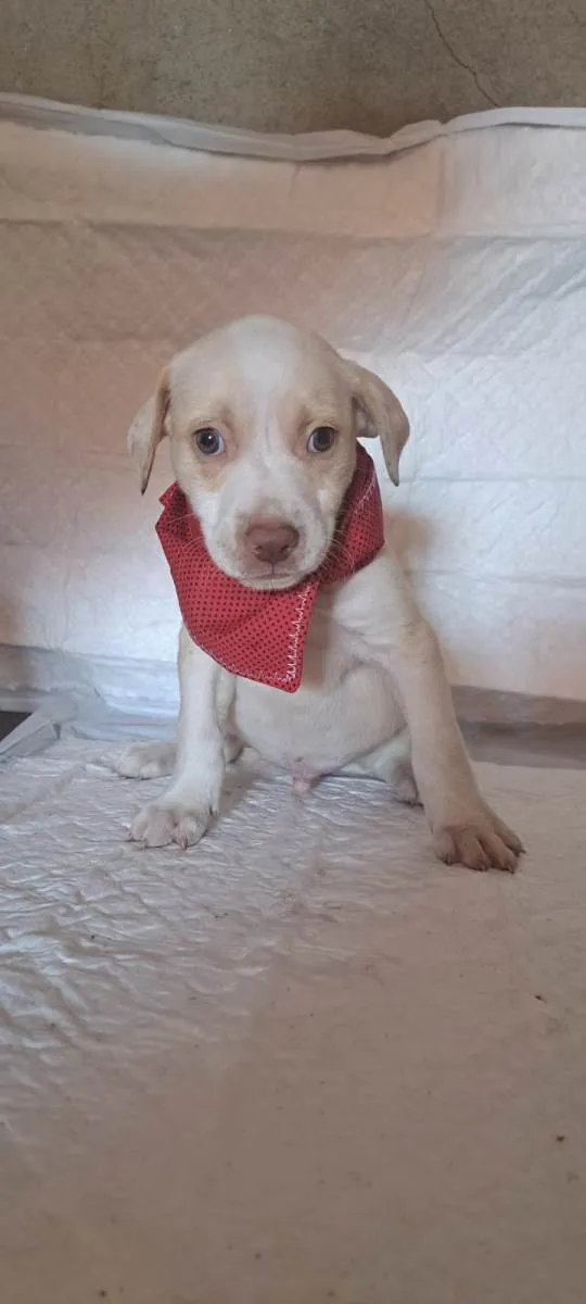 Cachorro raça SRD-ViraLata idade Abaixo de 2 meses nome Jack