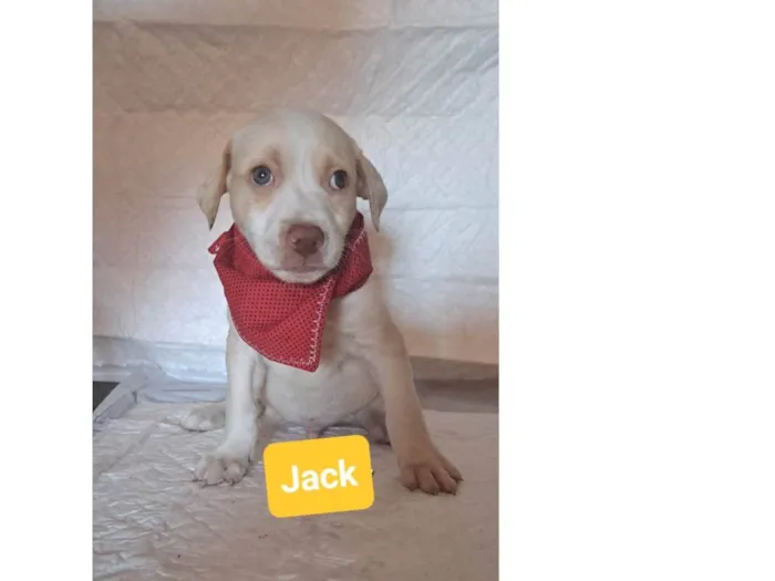 Cachorro raça SRD-ViraLata idade Abaixo de 2 meses nome Jack