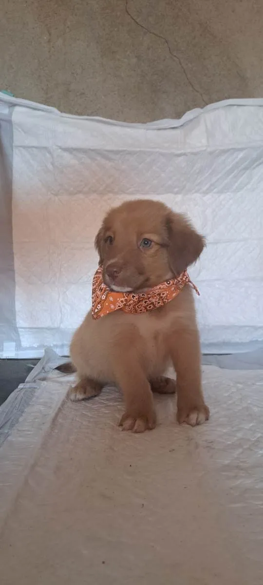 Cachorro raça SRD-ViraLata idade Abaixo de 2 meses nome Rick