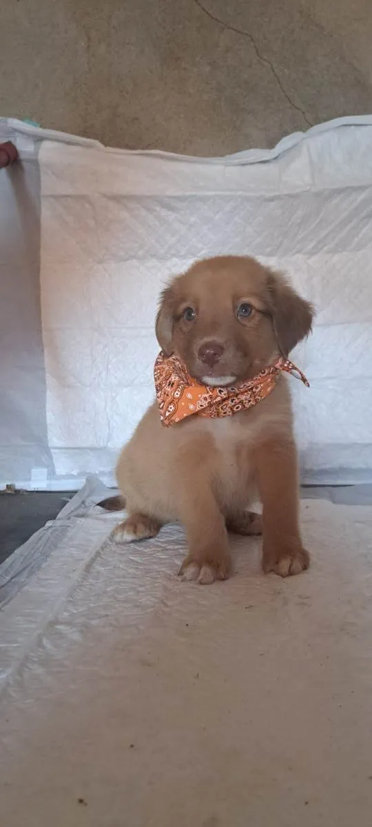 Cachorro raça SRD-ViraLata idade Abaixo de 2 meses nome Rick