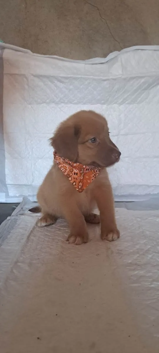 Cachorro raça SRD-ViraLata idade Abaixo de 2 meses nome Rick