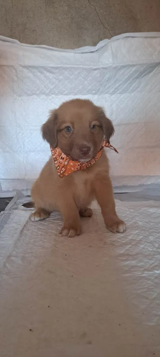 Cachorro raça SRD-ViraLata idade Abaixo de 2 meses nome Rick