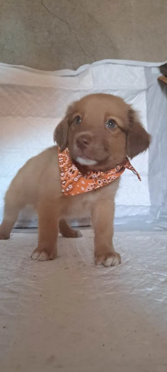 Cachorro raça SRD-ViraLata idade Abaixo de 2 meses nome Rick