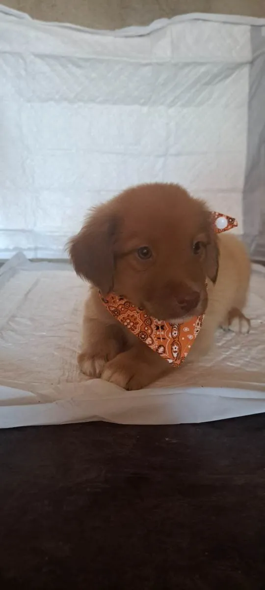 Cachorro raça SRD-ViraLata idade Abaixo de 2 meses nome Rick