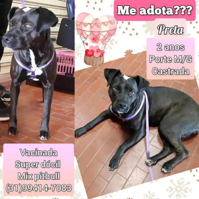 Cachorro raça SRD-ViraLata idade 2 anos nome Preta