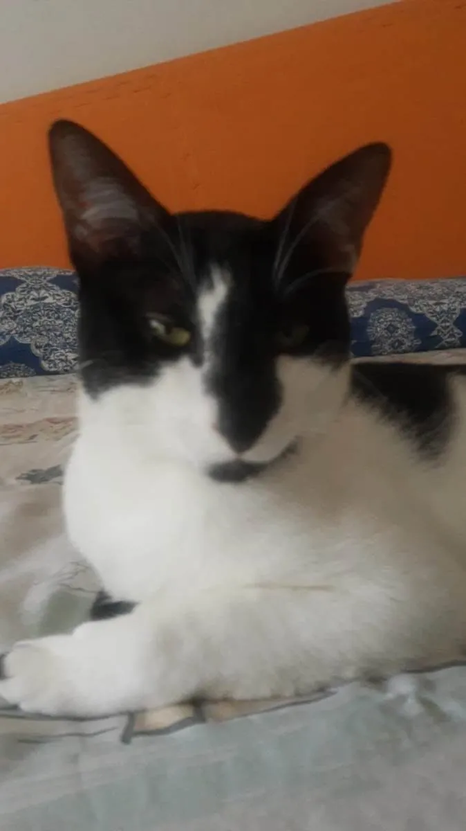 Gato ra a SRD-ViraLata idade 1 ano nome Tiger