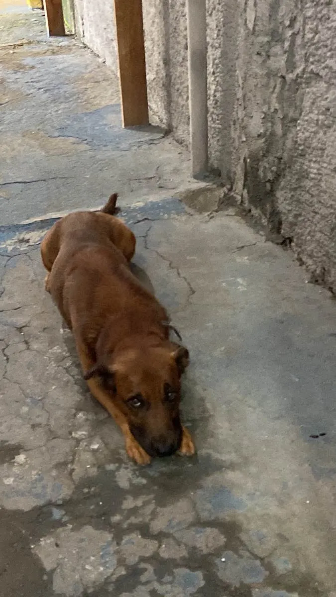 Cachorro ra a SRD-ViraLata idade 5 anos nome Big