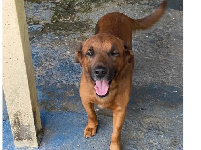 Cachorro ra a SRD-ViraLata idade 5 anos nome Big