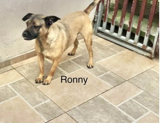 Cachorro ra a Srd idade 2 anos nome Roni