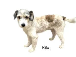 Cachorro raça Srd idade 1 ano nome Kika