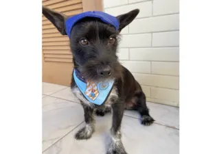 Cachorro raça Sem raca definida idade 2 anos nome Pretinho