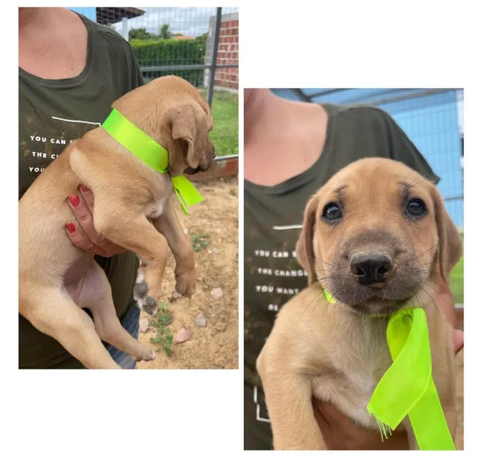 Cachorro ra a SRD-ViraLata idade 2 a 6 meses nome Sem nome