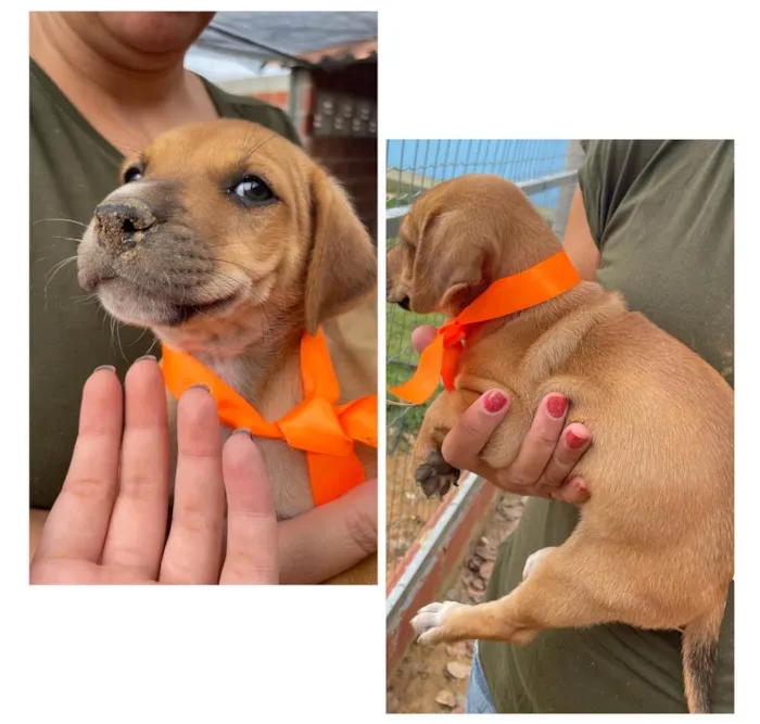 Cachorro ra a SRD-ViraLata idade 2 a 6 meses nome Sem nome
