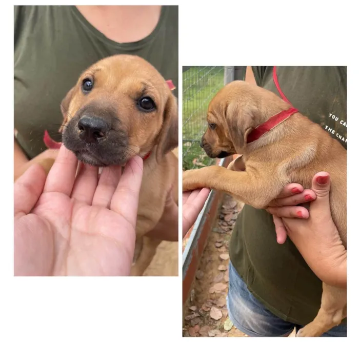 Cachorro ra a SRD-ViraLata idade 2 a 6 meses nome Sem nome