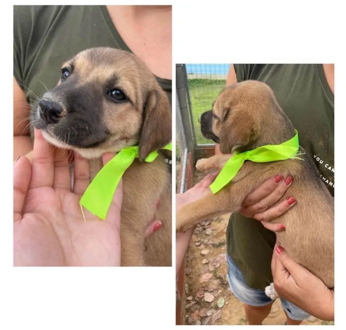 Cachorro ra a SRD-ViraLata idade 2 a 6 meses nome Sem nome