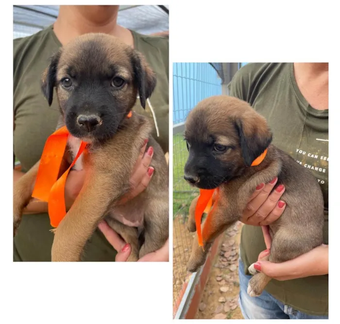 Cachorro ra a SRD-ViraLata idade 2 a 6 meses nome Sem nome