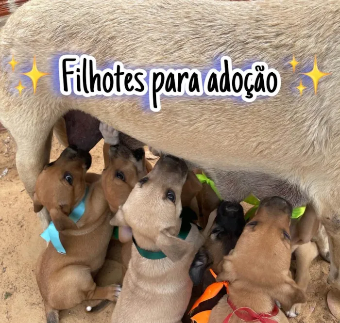 Cachorro ra a SRD-ViraLata idade 2 a 6 meses nome Sem nome